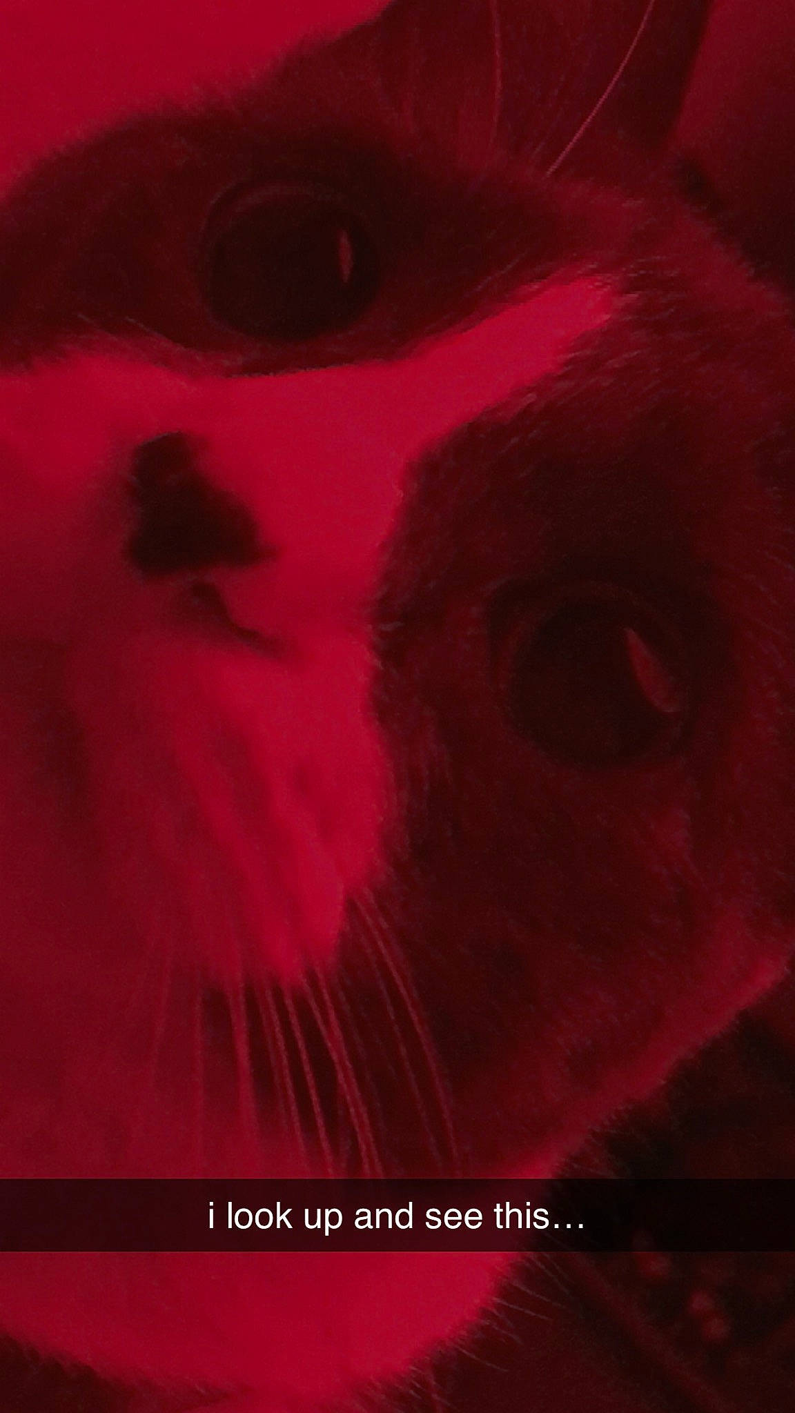 Shredder joined the competition — help win amazing prizes! art, carmine, carnivore, eyelash, felidae, fiction, flesh, fur, illustration, iris, jaw, magenta, paint, painting, portrait, small_to_medium_sized_cats, snout, tints_and_shades, visual_arts, whiskers