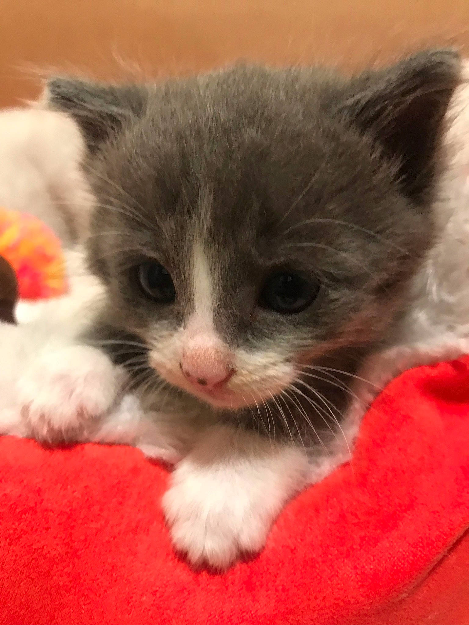 Shredder joined the competition — help win amazing prizes! carnivore, cat, cat_supply, cat_toy, claw, domestic_short_haired_cat, fawn, felidae, flooring, fur, paw, small_to_medium_sized_cats, snout, tail, whiskers