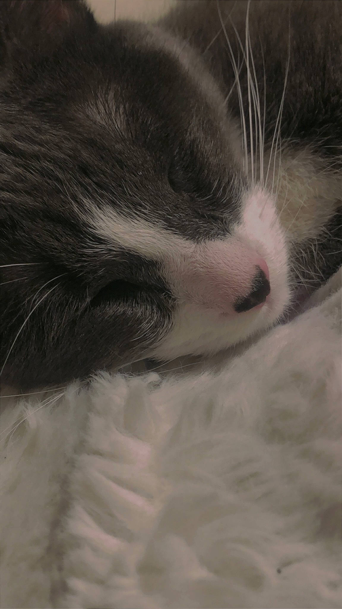 Shredder joined the competition — help win amazing prizes! carnivore, cat, claw, comfort, domestic_short_haired_cat, eye, felidae, fur, head, monochrome_photography, nap, paw, sleep, small_to_medium_sized_cats, snout, tail, whiskers