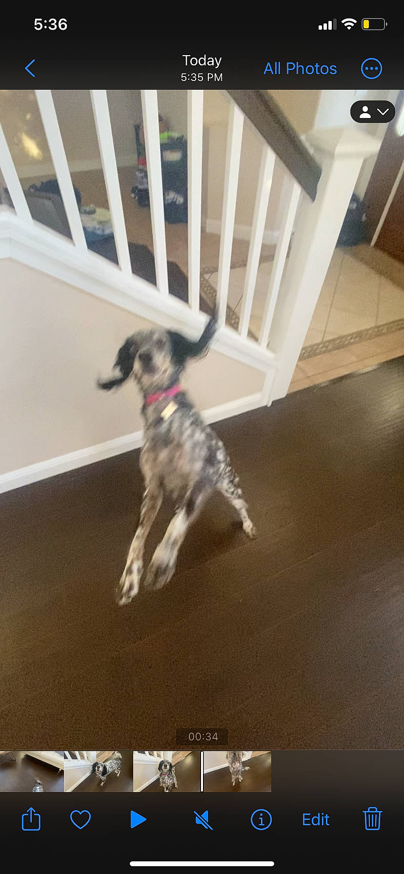 Daisy is registered to the contest to win money with this photo: canidae, carnivore, companion_dog, dog, dog_breed, dog_supply, flooring, fur, hardwood, laminate_flooring, non_sporting_group, room, sporting_group, tail, wood, wood_flooring, working_animal