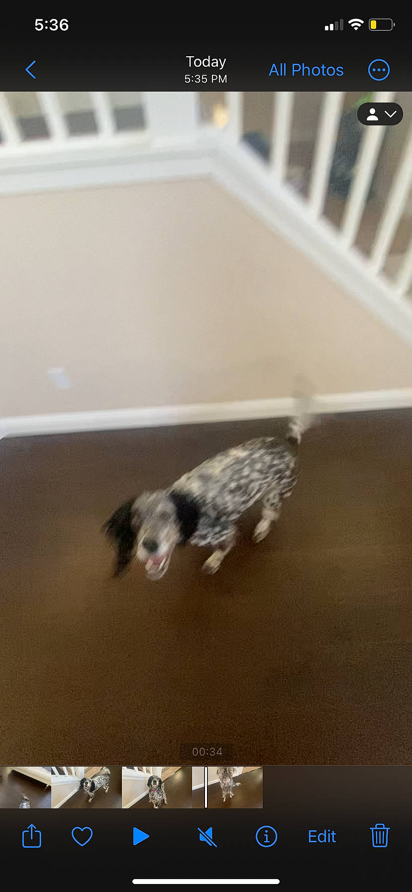 Daisy joined the competition — help win amazing prizes! canidae, carnivore, cat, ceiling, dog_breed, domestic_short_haired_cat, felidae, floor, flooring, fur, hardwood, laminate_flooring, paw, room, small_to_medium_sized_cats, stairs, tail, whiskers, wood, wood_flooring