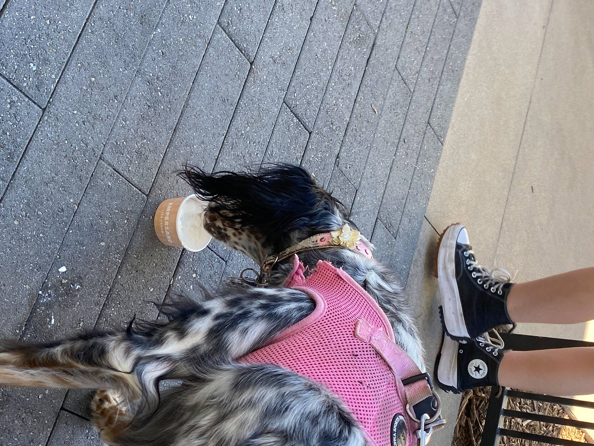 Daisy joined the competition — help win amazing prizes! asphalt, boot, companion_dog, dog_breed, eyewear, fashion_accessory, foot, fur, human_leg, knee, road_surface, shadow, shoe, sidewalk, sitting, sock, sporting_group, tail, tartan, thigh