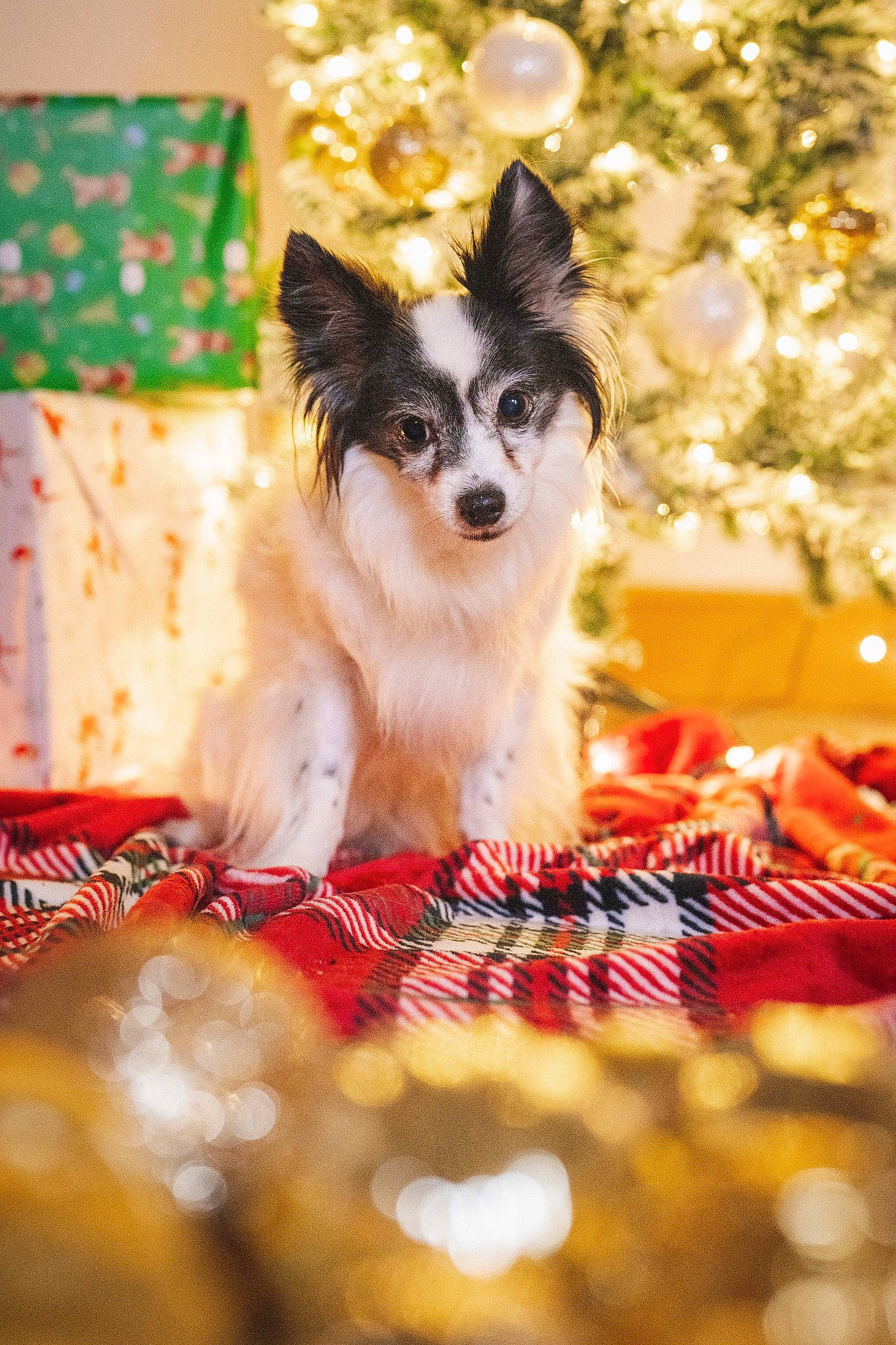 Precious is registered to the contest to win money with this photo: carnivore, christmas, christmas_decoration, christmas_eve, christmas_ornament, christmas_tree, companion_dog, decoration, dog, dog_breed, dog_supply, event, fawn, fur, grass, holiday, interior_design, snout, sporting_group, whiskers