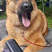 Loona participe au concours pour gagner de l'argent avec cette photo : animal, camping, canine, chair, cushion, daylight, dog, ears, fur, german_shepherd, grass, leash, nature, outdoor, panting, pet, relaxed, table, tongue_out, water_bottle