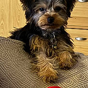 Voyce a rejoint le concours — aidez-le/la à gagner de superbes lots ! animal, black_fur, brown_fur, collar, cozy, cushion, cute, dog, dresser, fur, home, indoor, looking_at_camera, pet, puppy, red_cloth, relaxed, small_dog, texture, wooden_furniture
