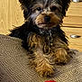 animal, black_fur, brown_fur, collar, cozy, cushion, cute, dog, dresser, fur, home, indoor, looking_at_camera, pet, puppy, red_cloth, relaxed, small_dog, texture, wooden_furniture
