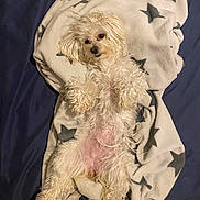 Honey Fik joined the competition — help win amazing prizes! dog, white_dog, fluffy, blanket, star_pattern, bed, lying_down, belly_up, relaxed, pet, fur, cute, cozy, indoor, animal, paw, nose, ears, sleepy, companion