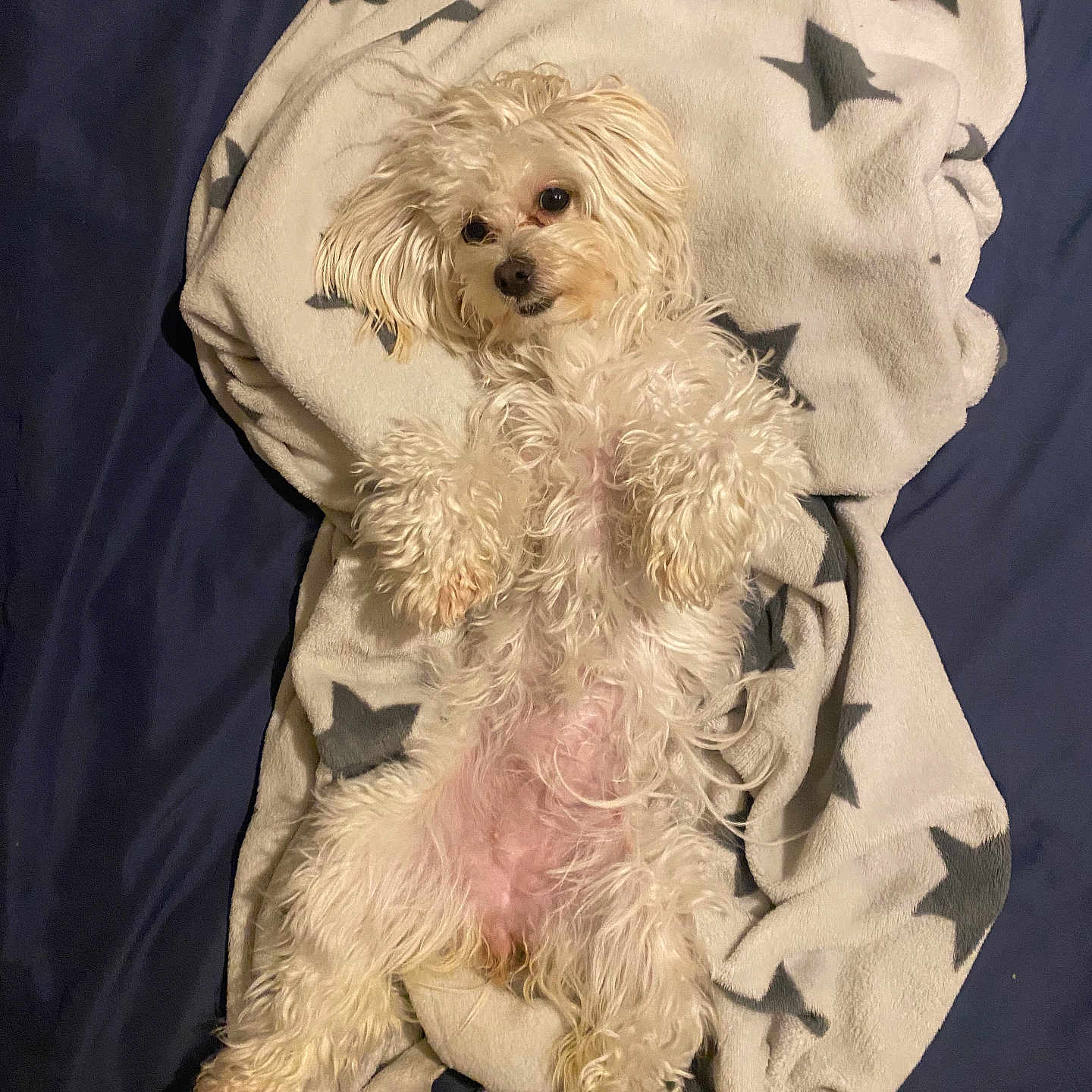 Honey Fik joined the competition — help win amazing prizes! animal, bed, belly_up, blanket, companion, cozy, cute, dog, ears, fluffy, fur, indoor, lying_down, nose, paw, pet, relaxed, sleepy, star_pattern, white_dog