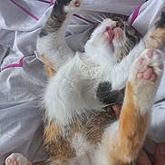 Dalhia participe au concours pour gagner de l'argent avec cette photo : cat, kitten, playful, bed, paws, fur, white, brown, pink_paw_pads, tongue, relaxed, indoor, pet, animal, stretching, sleepy, cozy, soft, whiskers, cute