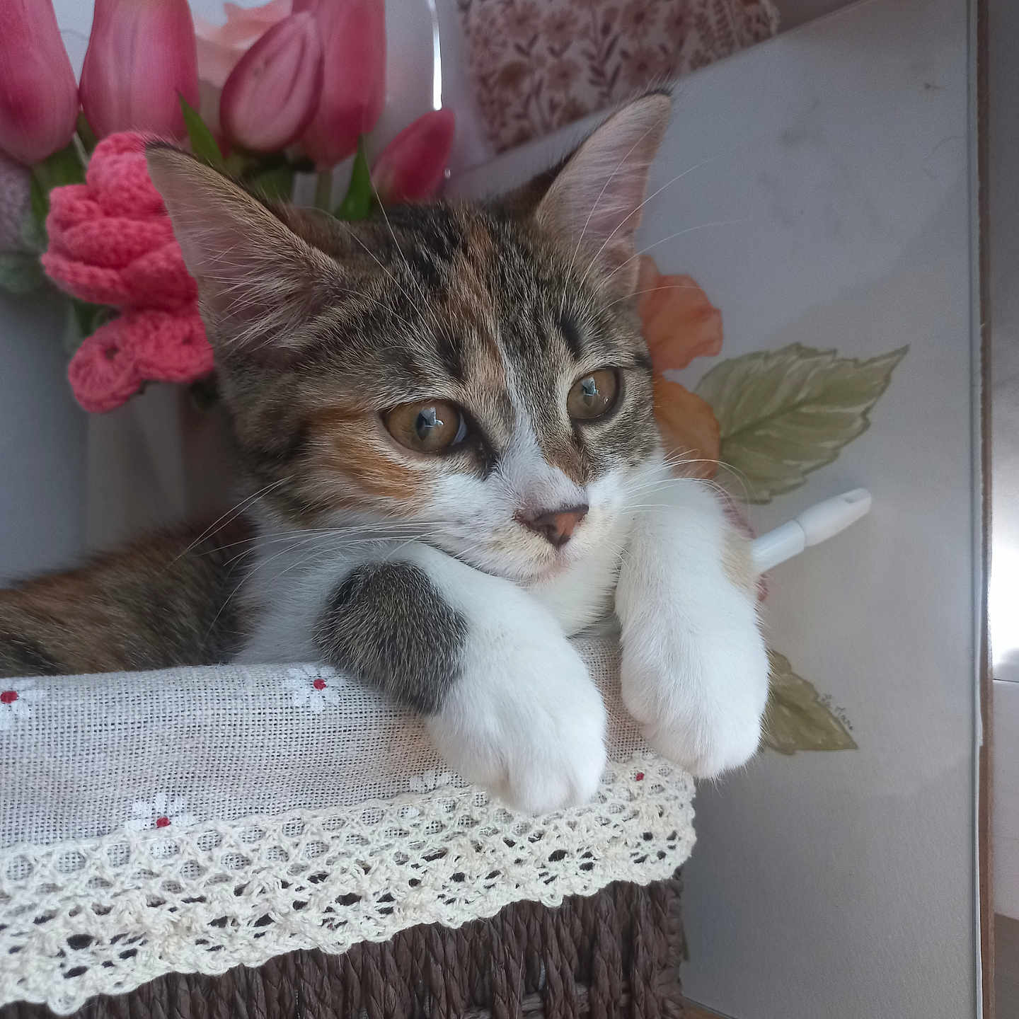 Dalhia a rejoint le concours — aidez-le/la à gagner de superbes lots ! animal, basket, calico, cat, closeup, cozy, curious, cute, decor, flower, fur, indoor, kitten, lace, paws, pet, pink, resting, tulip, wooden_surface