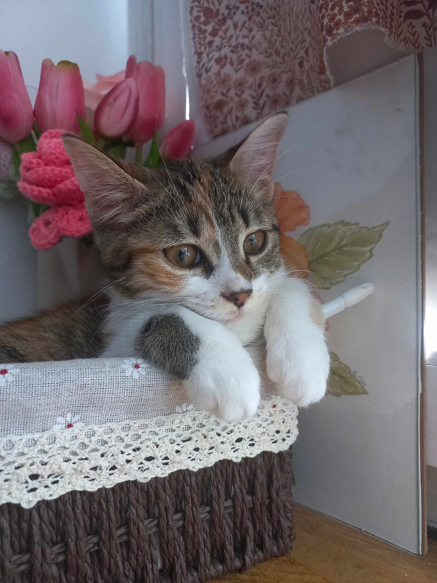 Dalhia a rejoint le concours — aidez-le/la à gagner de superbes lots ! cat, kitten, calico, basket, lace, flower, tulip, pink, paws, fur, curious, indoor, decor, wooden_surface, closeup, pet, animal, resting, cute, cozy