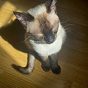 Abi participe au concours pour gagner de l'argent avec cette photo : animal, cat, closed_eyes, cute, domestic_animal, ears, feline, fur, indoor, mammal, natural_light, pet, quiet, relaxing, shadow, siamese_cat, sitting, sunlight, whiskers, wooden_floor