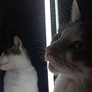 Rajah participe au concours pour gagner de l'argent avec cette photo : cat, reflection, mirror, whiskers, fur, animal, pet, closeup, portrait, indoor, light, dark, curious, eyes, face, feline, cute, mystery, soft