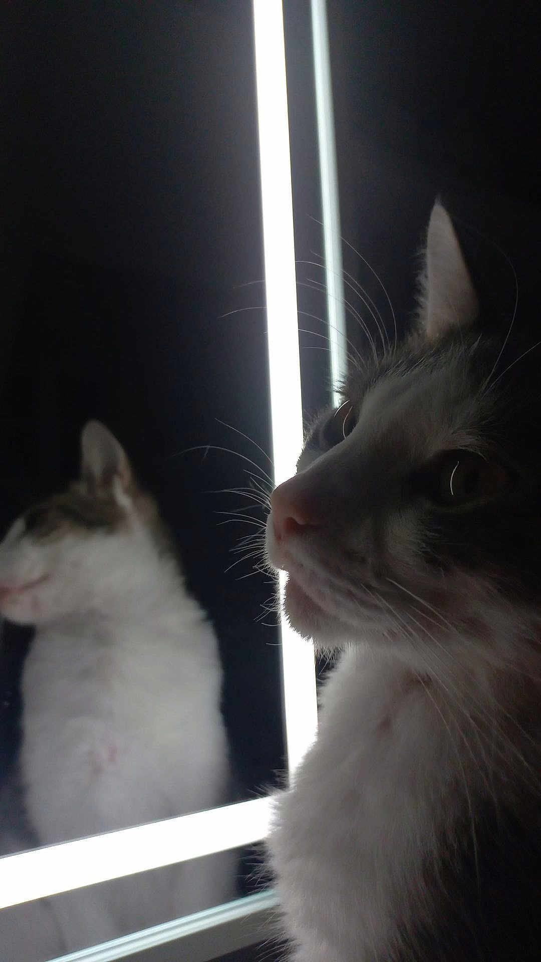 Rajah participe au concours pour gagner de l'argent avec cette photo : cat, reflection, mirror, whiskers, fur, animal, pet, closeup, portrait, indoor, light, dark, curious, eyes, face, feline, cute, mystery, soft