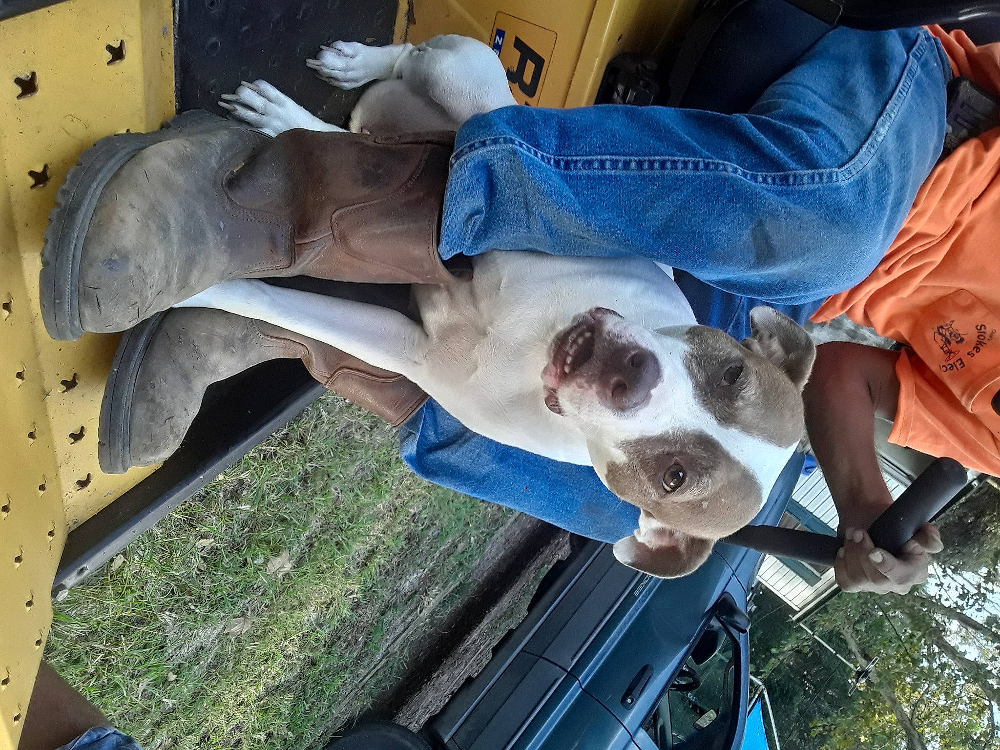 Sugar joined the competition — help win amazing prizes! american_bulldog, american_pit_bull_terrier, american_staffordshire_terrier, canidae, carnivore, dog, dog_breed, fawn, non_sporting_group, pit_bull, pointer, sporting_group