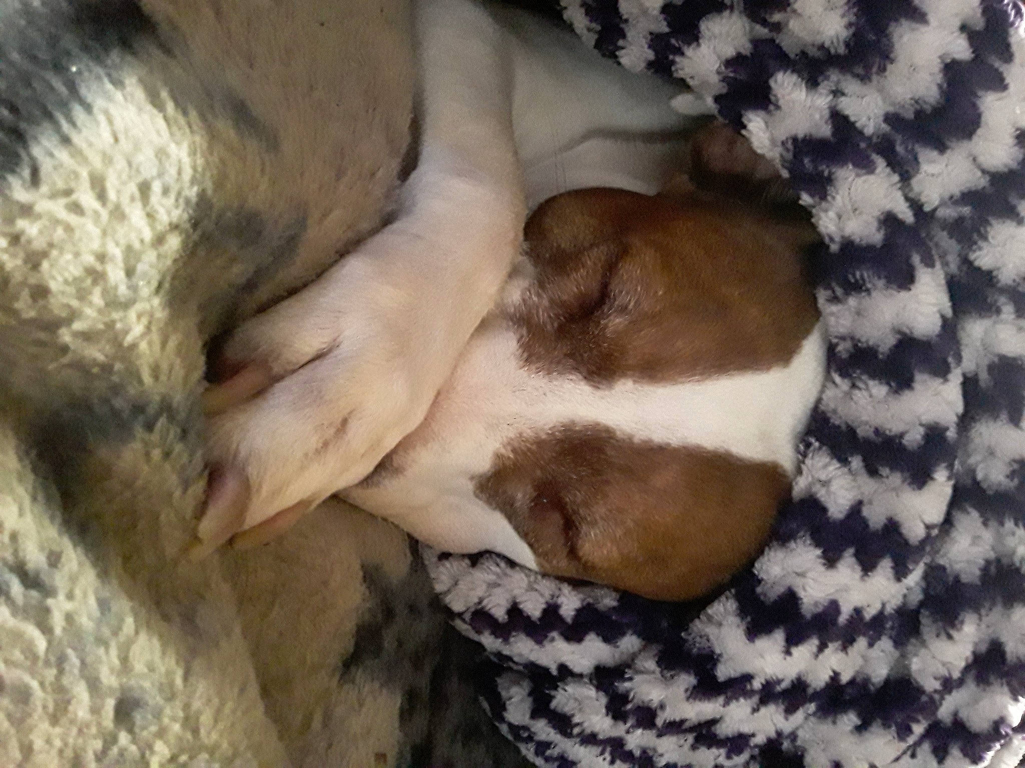 Sugar joined the competition — help win amazing prizes! canidae, carnivore, dog, dog_breed, fawn, nap, paw, puppy, puppy_love, sleep, snout, sporting_group