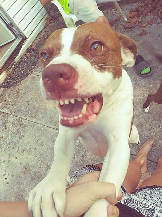 Sugar joined the competition — help win amazing prizes! american_pit_bull_terrier, american_staffordshire_terrier, canidae, carnivore, companion_dog, dog, dog_breed, fawn, mammal, non_sporting_group, nose, pit_bull, puppy, rare_breed_dog, snout, sporting_group, terrier, vertebrate