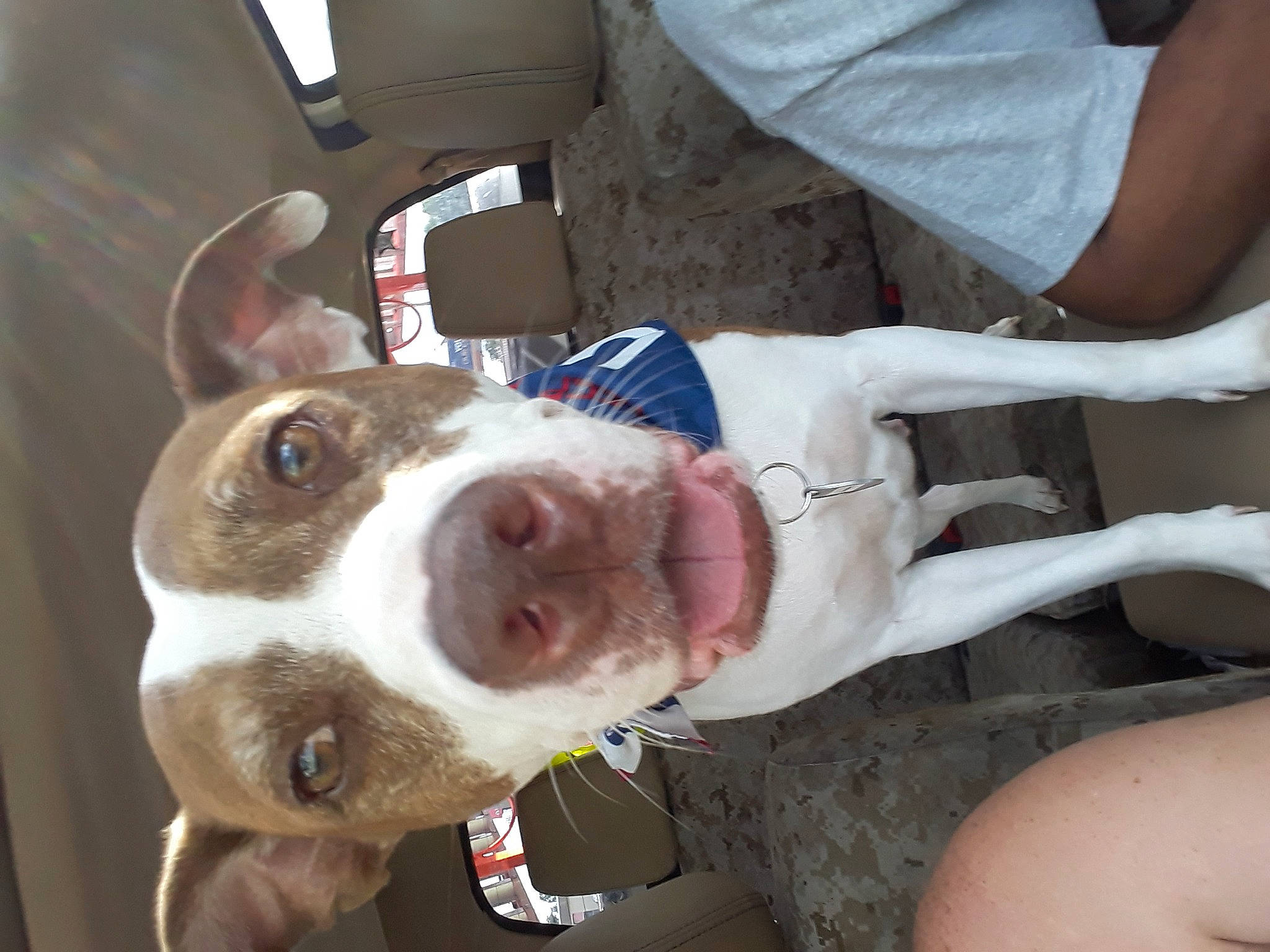 Sugar is registered to the contest to win money with this photo: american_pit_bull_terrier, canidae, carnivore, dog, dog_breed, ear, fawn, feist, head, jaw, mammal, non_sporting_group, nose, pit_bull, snout, sporting_group