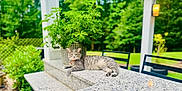 Monty is registered to the contest to win money with this photo: backyard, cat, chair, collar, daylight, feline, garden, granite_countertop, gray_tabby, greenery, leaves, nature, outdoor, pet, plant, relaxed, resting, summer, sunlight, table