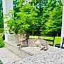 cat, gray_tabby, outdoor, granite_countertop, plant, greenery, garden, chair, relaxed, sunlight, nature, pet, feline, table, leaves, daylight, summer, backyard, resting, collar