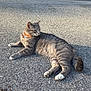 cat, gray_tabby, orange_collar, white_paws, asphalt, sunlight, shadow, outdoor, animal, pet, feline, relaxed, lying_down, curious, whiskers, tail, ears, pavement, daylight, nature