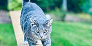 Monty is registered to the contest to win money with this photo: cat, gray_tabby, walking, wooden_plank, outdoor, greenery, grass, focused, animal, pet, nature, daylight, fur, whiskers, tail_up, collar, balanced, backyard, plant, tree