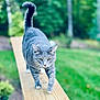 cat, gray_tabby, walking, wooden_plank, outdoor, greenery, grass, focused, animal, pet, nature, daylight, fur, whiskers, tail_up, collar, balanced, backyard, plant, tree