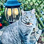 cat, gray_tabby, animal, pet, outdoor, lantern, stone_ledge, collar, bell, yellow_eyes, fence, garden, blurred_background, sitting, fur, whiskers, daylight, closeup, portrait, nature