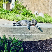 Monty joined the competition — help win amazing prizes! animal, brick_wall, cat, collar, concrete, daylight, fur, garden, gray_tabby, greenery, ledge, nature, outdoor, pet, plants, relaxed, resting, serene, sunlight, whiskers