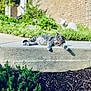 animal, brick_wall, cat, collar, concrete, daylight, fur, garden, gray_tabby, greenery, ledge, nature, outdoor, pet, plants, relaxed, resting, serene, sunlight, whiskers