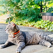 Monty joined the competition — help win amazing prizes! cat, gray_tabby, collar, bell, outdoor, garden, greenery, concrete, sunlight, relaxed, pet, animal, feline, nature, blurred_background, side_view, resting, domestic_cat, whiskers, paws
