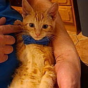 Chrupek joined the competition — help win amazing prizes! kitten, orange_tabby, blue_bow_tie, cat, pet, hand, person, arm, indoor, wooden_cabinet, tiled_floor, feline, cute, domestic_animal, young_animal, fur, paw, comfort, holding, close_up