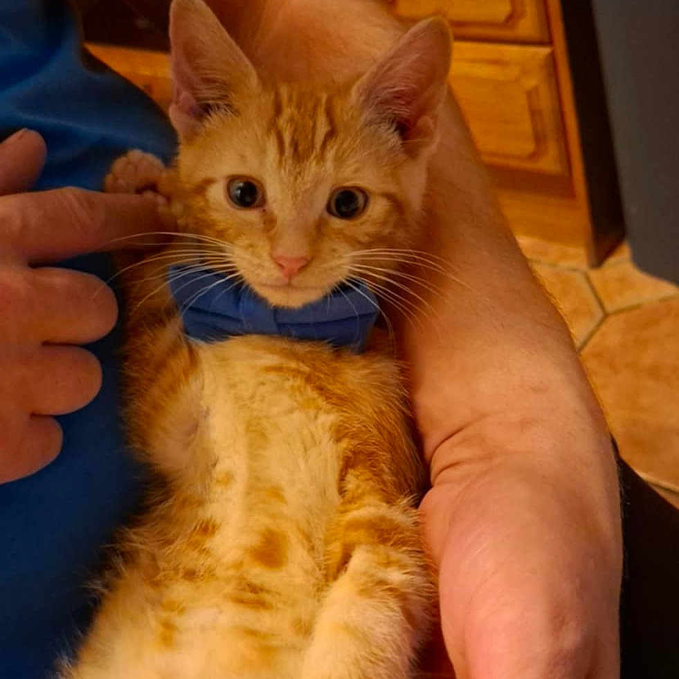 Chrupek joined the competition — help win amazing prizes! arm, blue_bow_tie, cat, close_up, comfort, cute, domestic_animal, feline, fur, hand, holding, indoor, kitten, orange_tabby, paw, person, pet, tiled_floor, wooden_cabinet, young_animal
