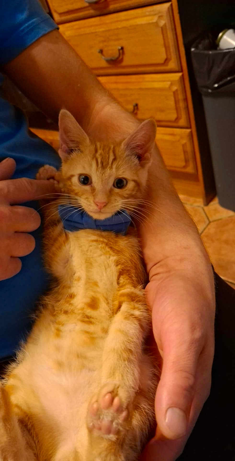 Chrupek joined the competition — help win amazing prizes! kitten, orange_tabby, blue_bow_tie, cat, pet, hand, person, arm, indoor, wooden_cabinet, tiled_floor, feline, cute, domestic_animal, young_animal, fur, paw, comfort, holding, close_up