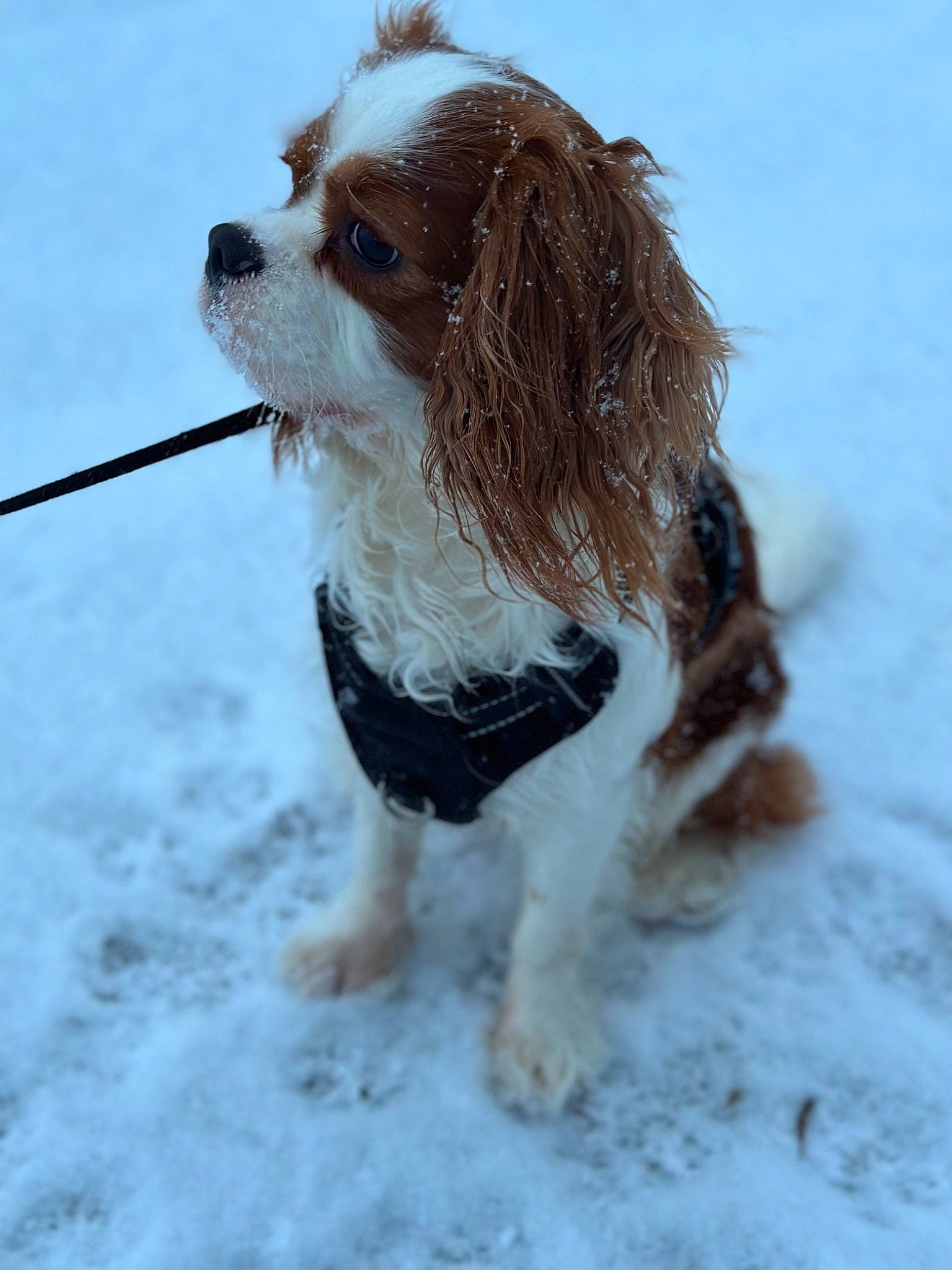 Jango a rejoint le concours — aidez-le/la à gagner de superbes lots ! canidae, carnivore, cavalier_king_charles_spaniel, collar, companion_dog, dog, dog_breed, dog_supply, fawn, fur, king_charles_spaniel, liver, snout, snow, spaniel, sporting_group, terrestrial_animal, toy_dog, winter, working_animal