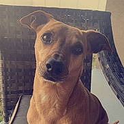 Daisy joined the competition — help win amazing prizes! brown_coat, canine, curious, cushion, dog, ears, eyes, fence, outdoor, patio, paws, pet, porch, portrait, short_hair, sitting, smartphone_ui, snout, tilt_head, wicker_chair