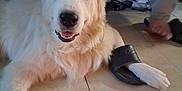Loki joined the competition — help win amazing prizes! dog, white_dog, pet, paw, sandal, floor, tile_floor, indoor, furniture, couch, happy, relaxed, animal, canine, footwear, person, human_foot, household, mammal, companion