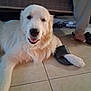 dog, white_dog, pet, paw, sandal, floor, tile_floor, indoor, furniture, couch, happy, relaxed, animal, canine, footwear, person, human_foot, household, mammal, companion