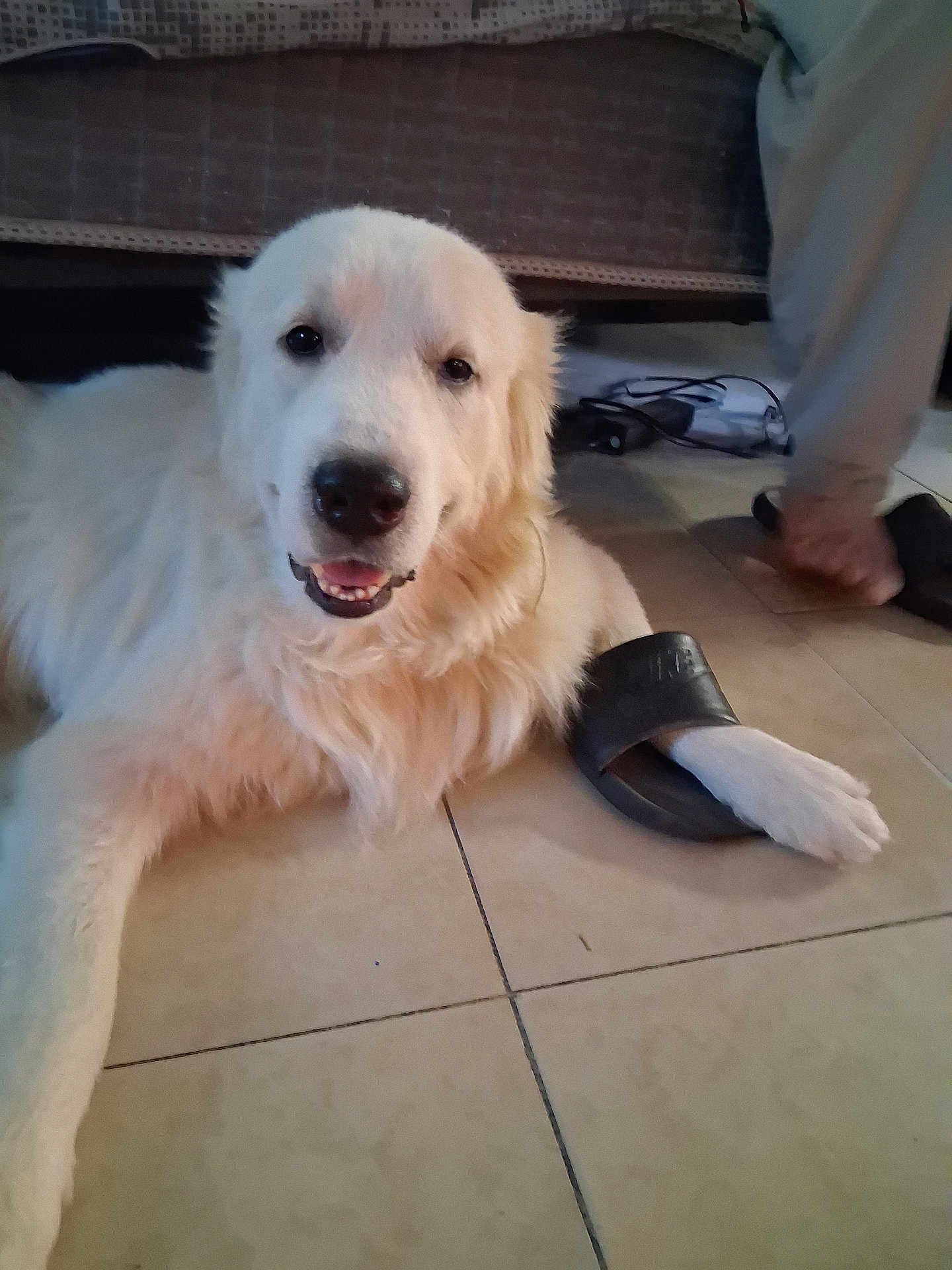 Loki joined the competition — help win amazing prizes! dog, white_dog, pet, paw, sandal, floor, tile_floor, indoor, furniture, couch, happy, relaxed, animal, canine, footwear, person, human_foot, household, mammal, companion