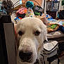 Loki is registered to the contest to win money with this photo: dog, white_dog, party_hat, close_up, indoor, bed, fan, backpack, clutter, furniture, floor, pet, animal, face, nose, fur, head, looking, pom_pom, curious