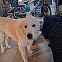 Loki joined the competition — help win amazing prizes! dog, party_hat, white_dog, indoor, bicycle, floor_tiles, pet, curious, cluttered_room, furniture, window, decor, animal, standing, household, canine, domestic, looking, companion, celebration