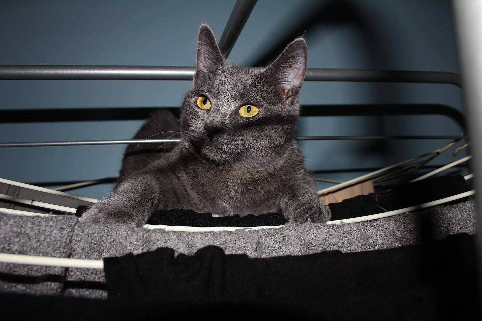Lalou a rejoint le concours — aidez-le/la à gagner de superbes lots ! asian, black_and_white, british_shorthair, burmese, carnivore, cat, chartreux, domestic_short_haired_cat, eye, felidae, korat, mammal, nebelung, russian_blue, small_to_medium_sized_cats, snout, vertebrate, whiskers