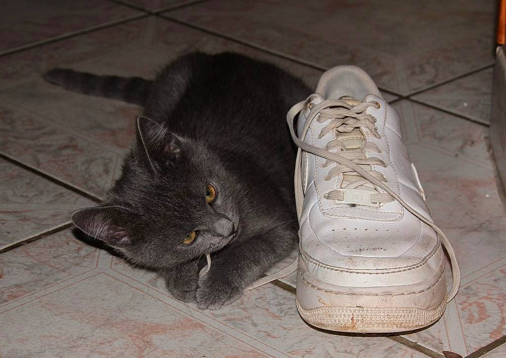 Lalou participe au concours pour gagner de l'argent avec cette photo : british_shorthair, carnivore, cat, domestic_short_haired_cat, felidae, floor, footwear, kitten, korat, russian_blue, shoe, small_to_medium_sized_cats, snout, whiskers