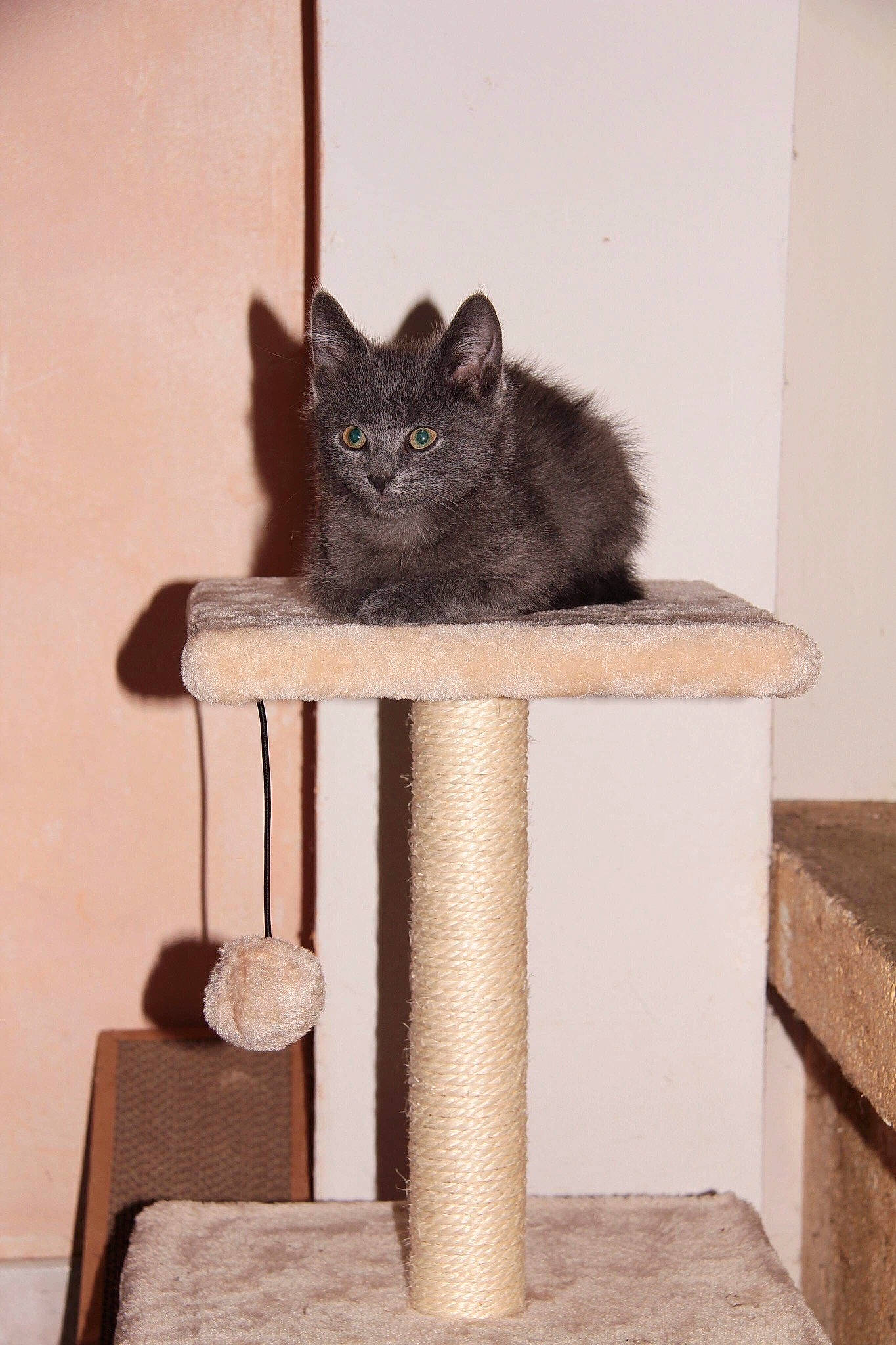 Lalou participe au concours pour gagner de l'argent avec cette photo : black_cat, carnivore, cat, cat_furniture, chartreux, domestic_short_haired_cat, felidae, kitten, korat, nebelung, norwegian_forest_cat, russian_blue, small_to_medium_sized_cats, whiskers