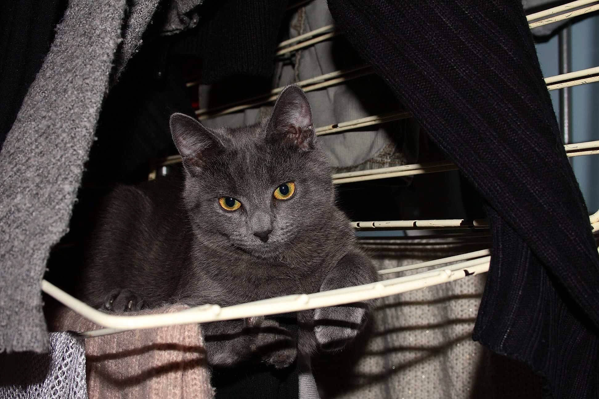 Lalou participe au concours pour gagner de l'argent avec cette photo : asian, black_and_white, british_shorthair, carnivore, cat, chartreux, domestic_short_haired_cat, felidae, korat, mammal, nebelung, russian_blue, small_to_medium_sized_cats, snout, whiskers