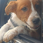 Buddy joined the competition — help win amazing prizes! puppy, dog, car, window, animal, pet, fur, ears, paws, resting, happy, curious, outdoor, vehicle, transportation, closeup, brown, white, speckled, young