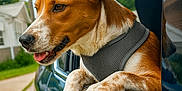 Buddy joined the competition — help win amazing prizes! dog, car, window, outdoor, blue, sky, clouds, paws, fur, happy, pet, canine, nature, sunny, daylight, vehicle, road, reflection, collar, leash