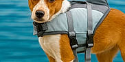 Buddy is registered to the contest to win money with this photo: animal, beach, brown_and_white, canine, closeup, collar, cute, dog, ears, fur, life_jacket, nature, outdoor, pet, shark_fin, snout, standing, summer, water, young_dog