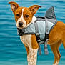 Buddy is registered to the contest to win money with this photo: dog, water, life_jacket, shark_fin, beach, outdoor, pet, brown_and_white, ears, standing, animal, canine, cute, young_dog, fur, snout, collar, closeup, summer, nature