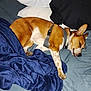 Buddy is registered to the contest to win money with this photo: dog, sleeping, bed, blanket, pillow, brown, white, fur, resting, domestic_animal, canine, indoors, cozy, relaxed, pet, animal, harness, tongue_out, napping, comfort